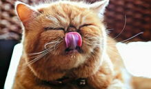 谭竹胖猫爆料吃瓜,娱乐圈吃瓜大揭秘